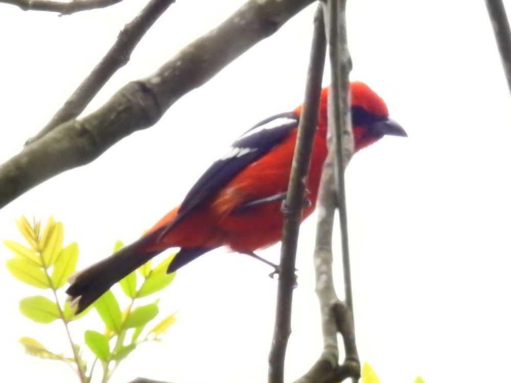 White-winged Tanager - ML635344573