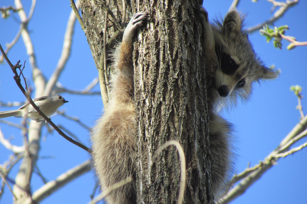 Tufted Titmouse - ML635344593