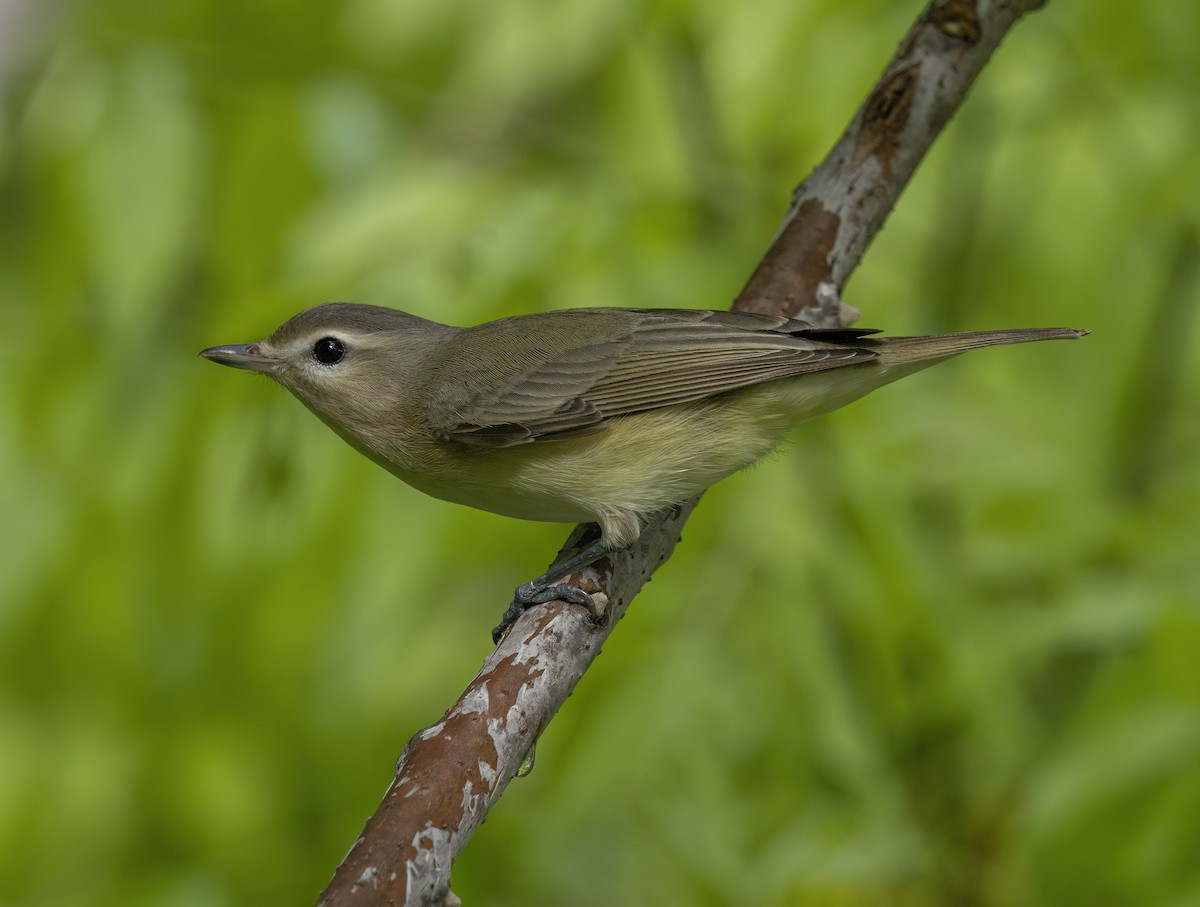 Red-eyed Vireo - ML635344604