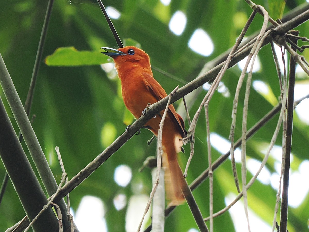 Rufous Paradise-Flycatcher - ML635344622
