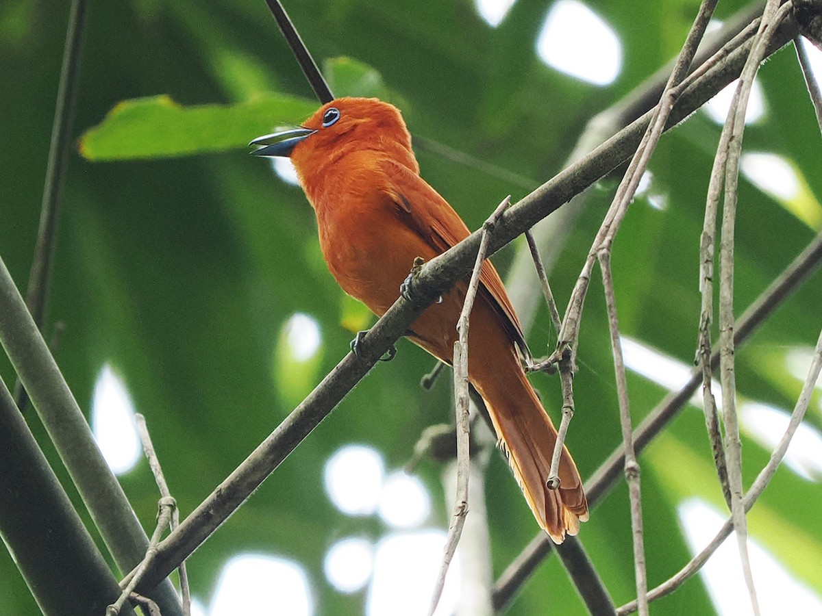 Rufous Paradise-Flycatcher - ML635344623