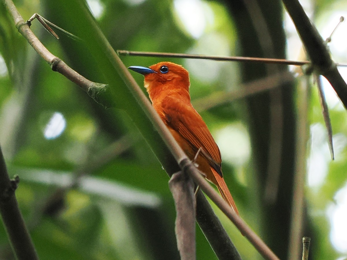 Rufous Paradise-Flycatcher - ML635344624