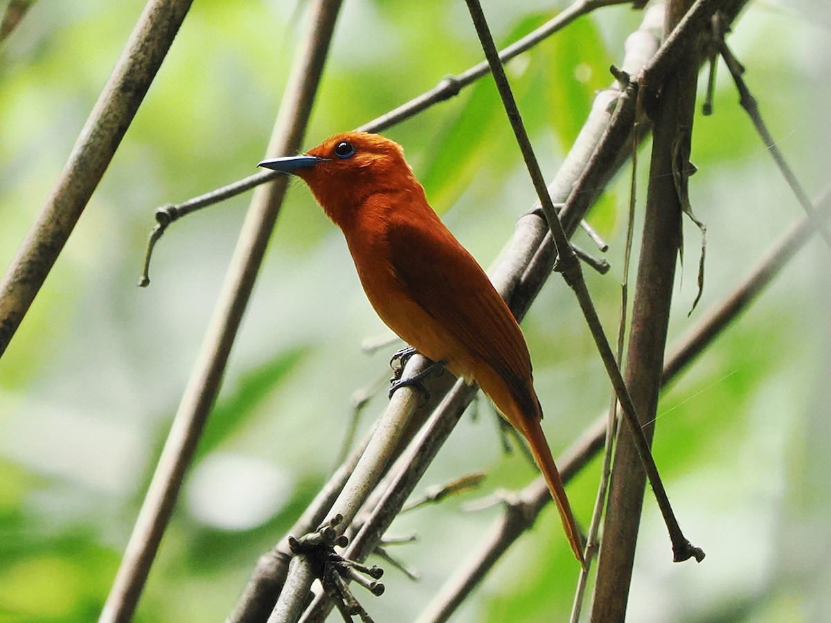 Rufous Paradise-Flycatcher - ML635344625