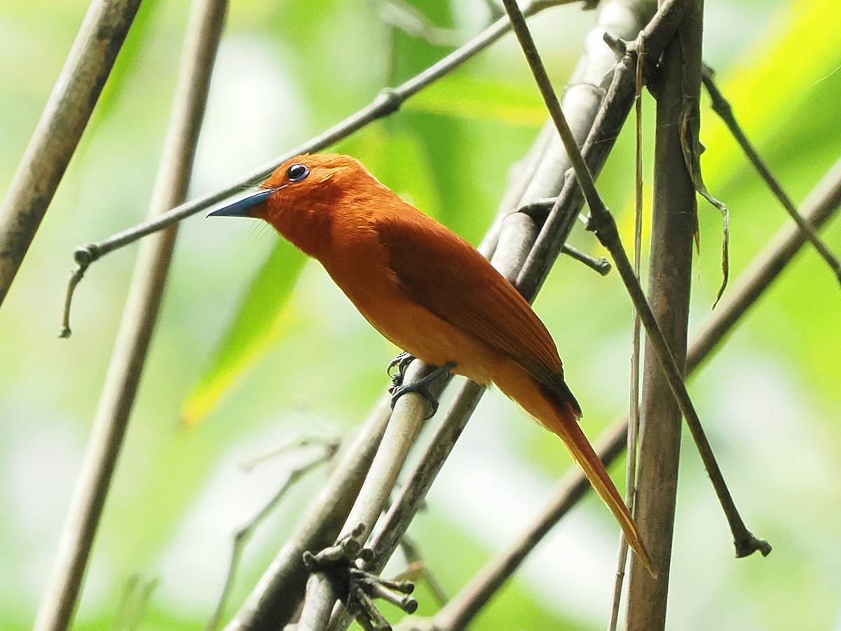 Rufous Paradise-Flycatcher - ML635344626