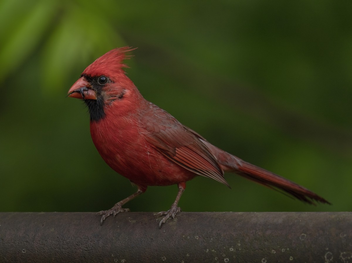 Northern Cardinal - ML635344645
