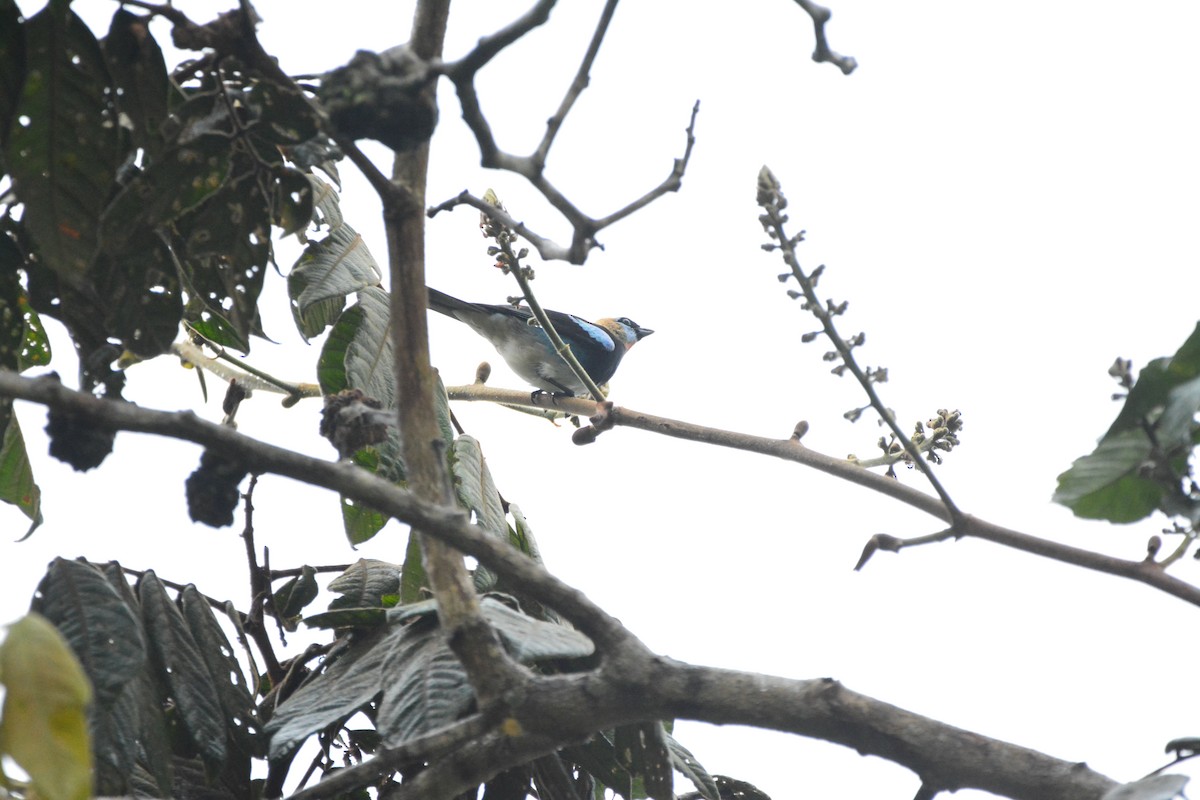 Golden-hooded Tanager - ML635344646