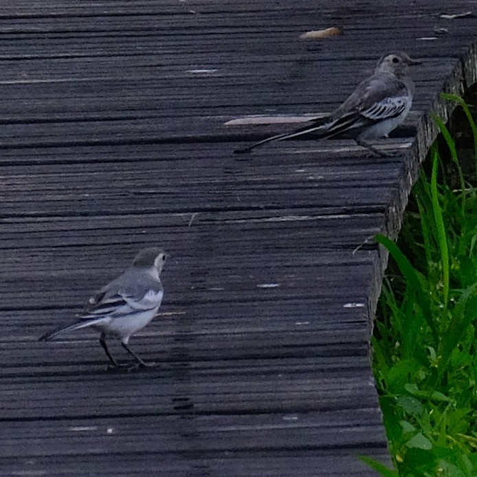 White Wagtail - ML635344653