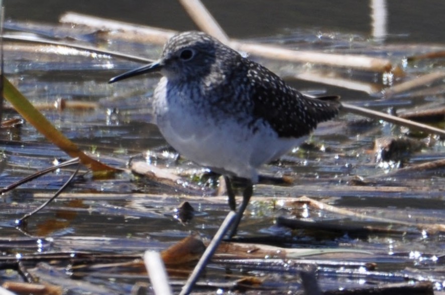 Solitary Sandpiper - ML635344654