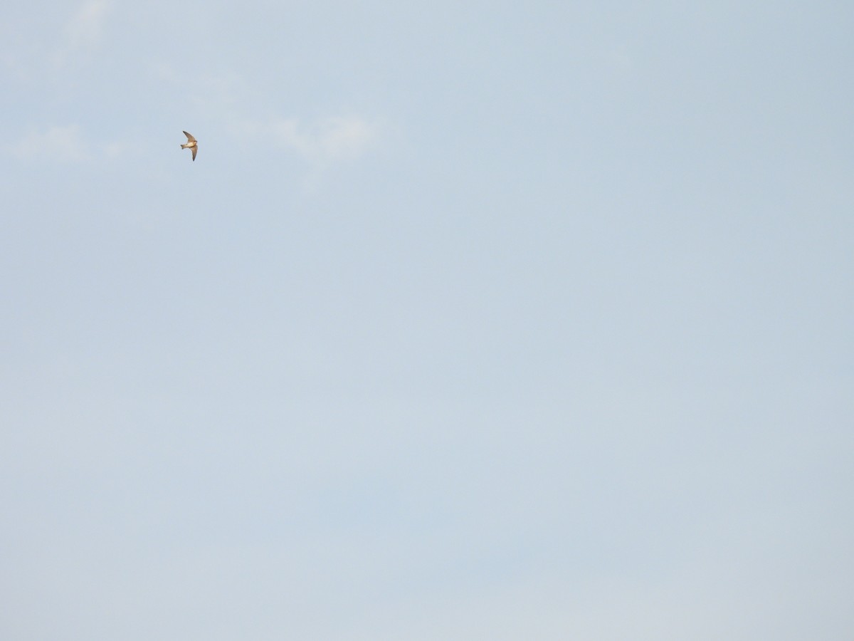 Cave Swallow - ML635344667