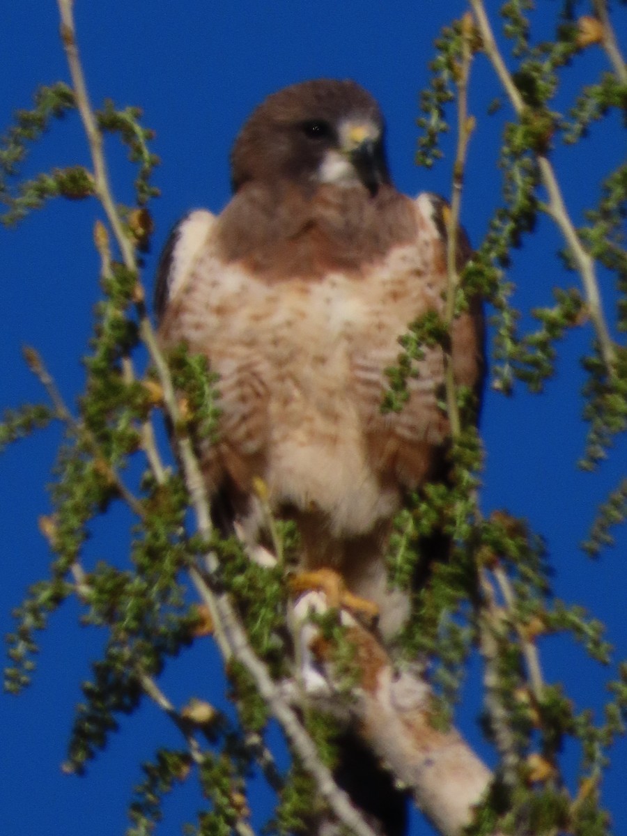 Swainson's Hawk - ML635344673
