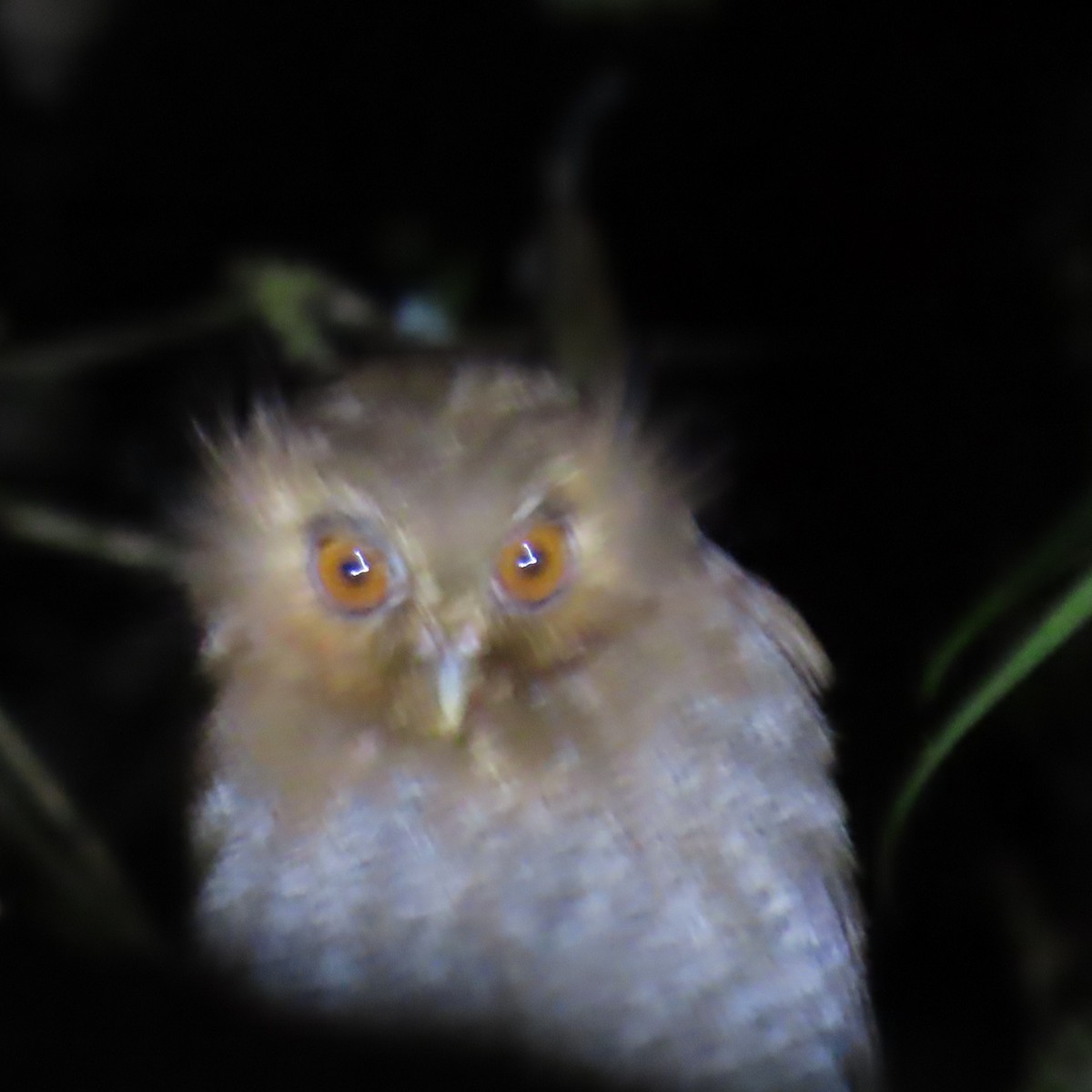 Long-whiskered Owlet - ML635344705