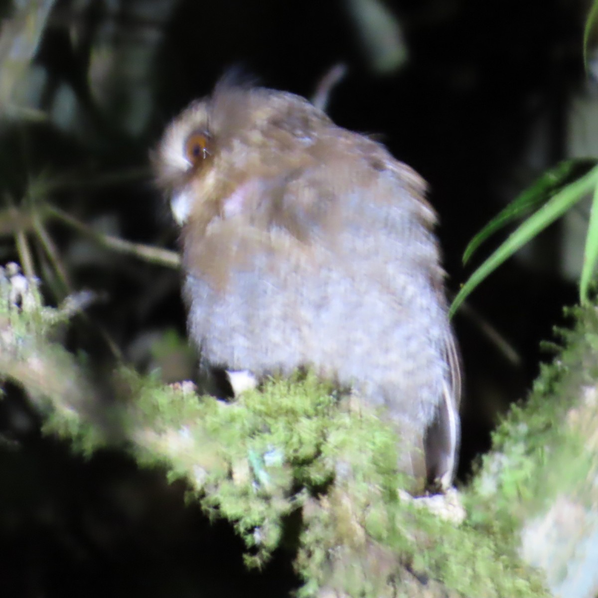 Long-whiskered Owlet - ML635344706