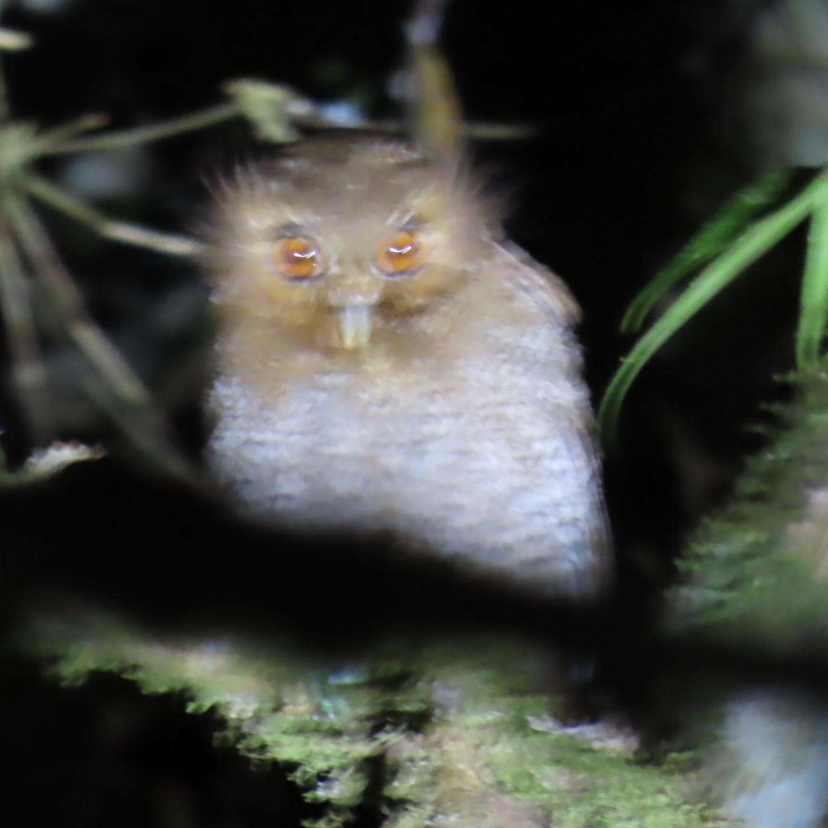 Long-whiskered Owlet - ML635344708