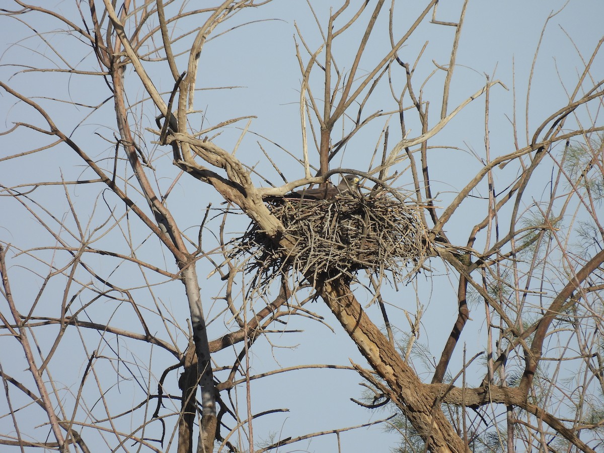 Swainson's Hawk - ML635344718