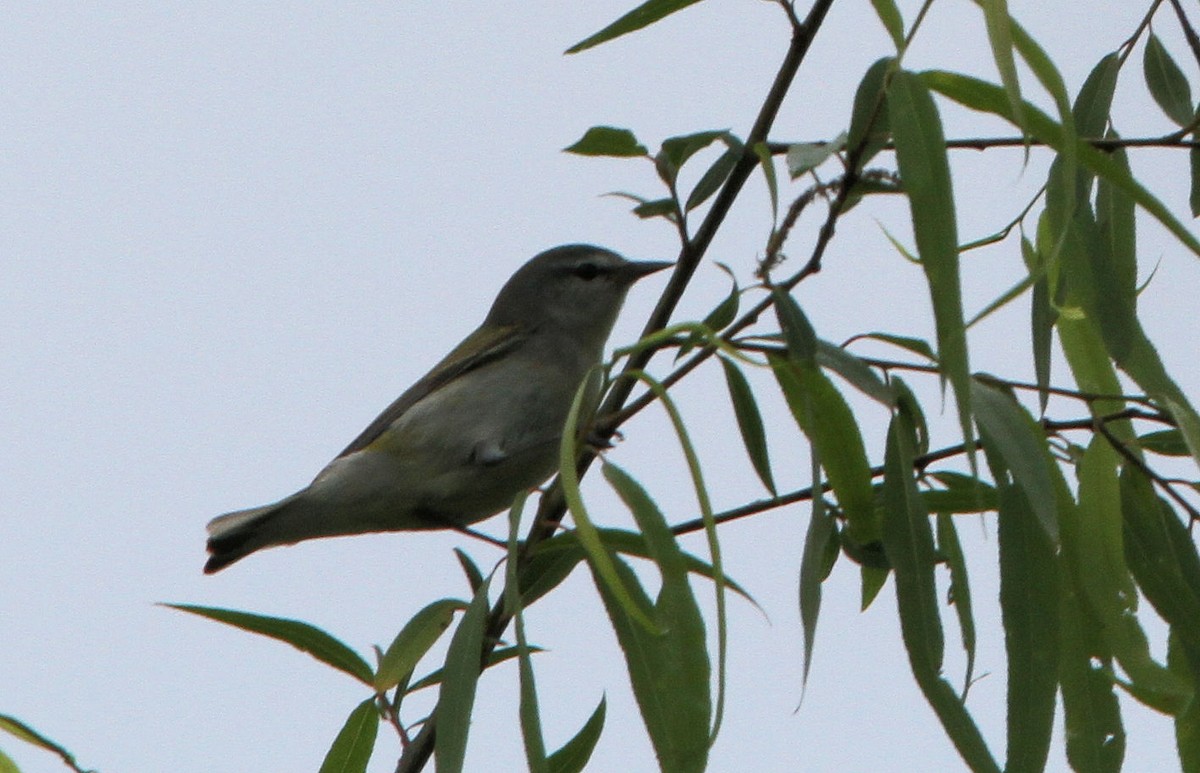 סבכון טנסי - ML635344724