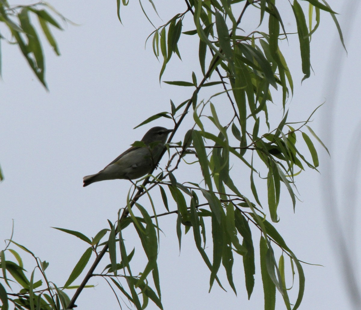 סבכון טנסי - ML635344725