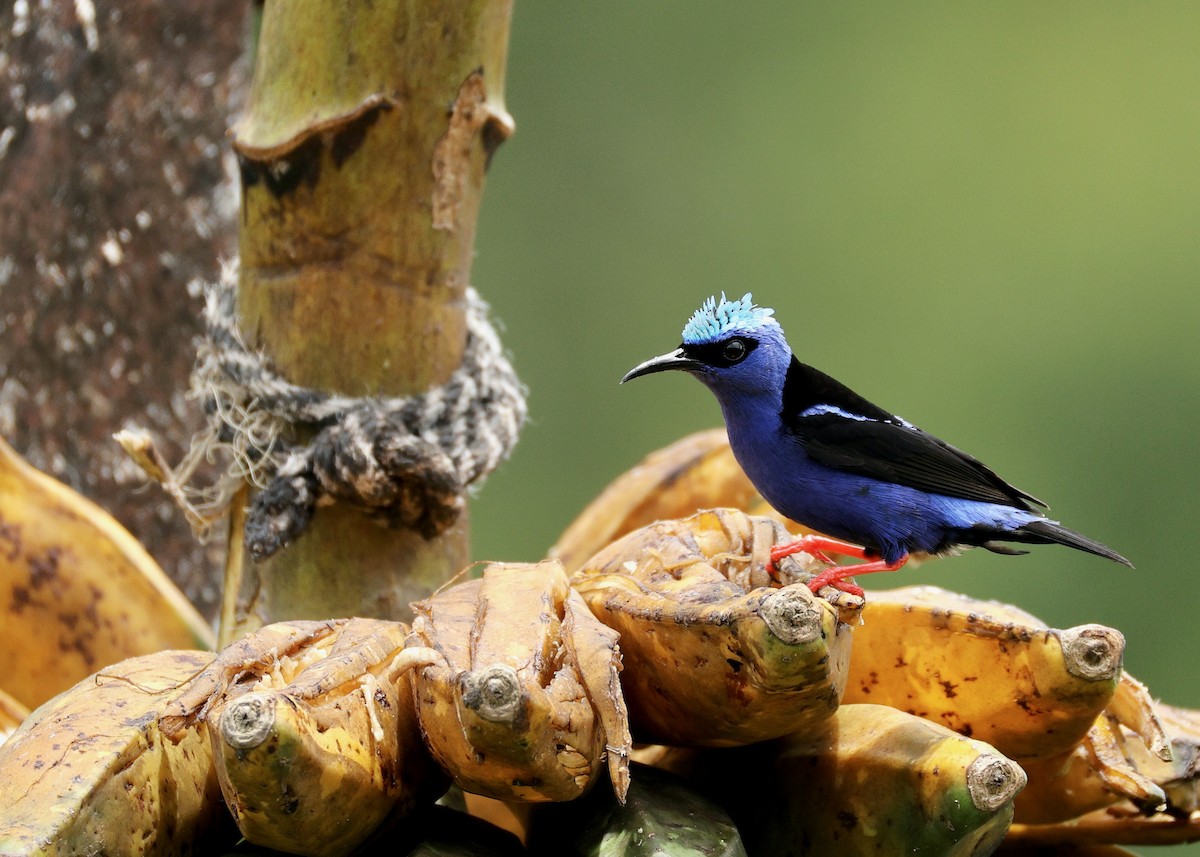 Red-legged Honeycreeper - ML635344727