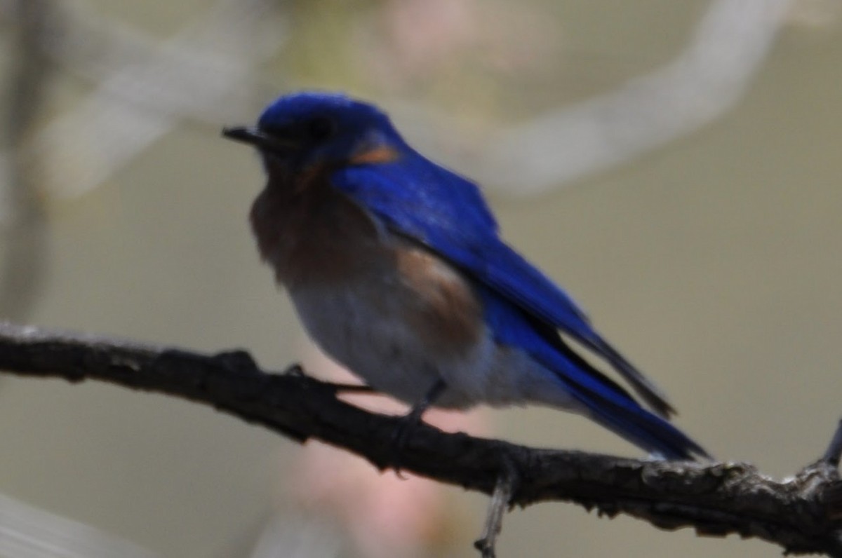 Eastern Bluebird - ML635344732