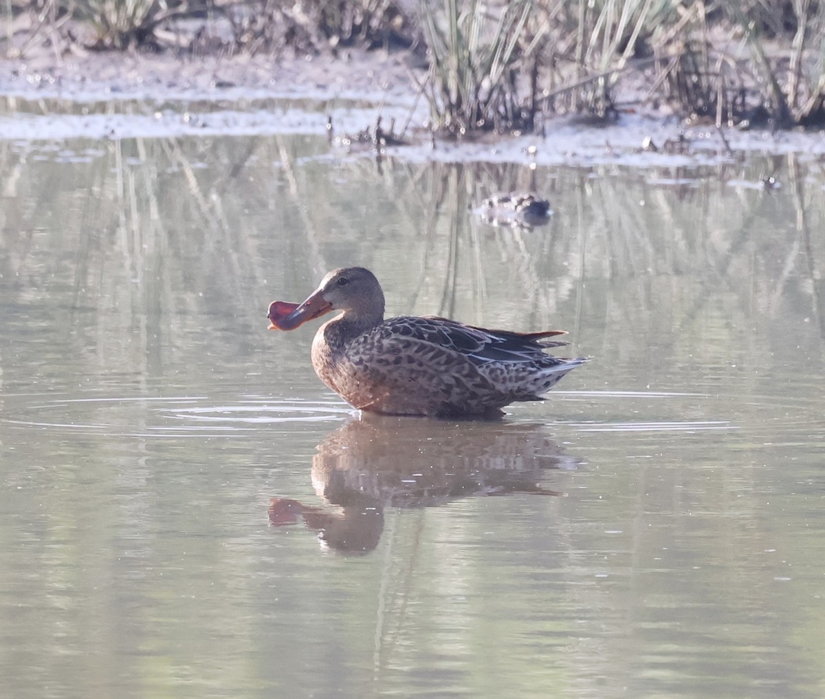 Northern Shoveler - ML635344735