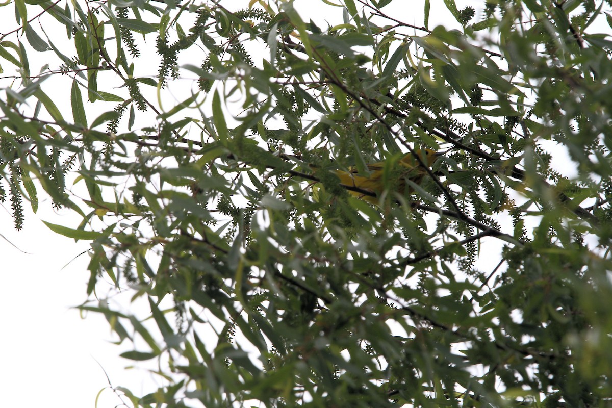 Northern Yellow Warbler - ML635344753