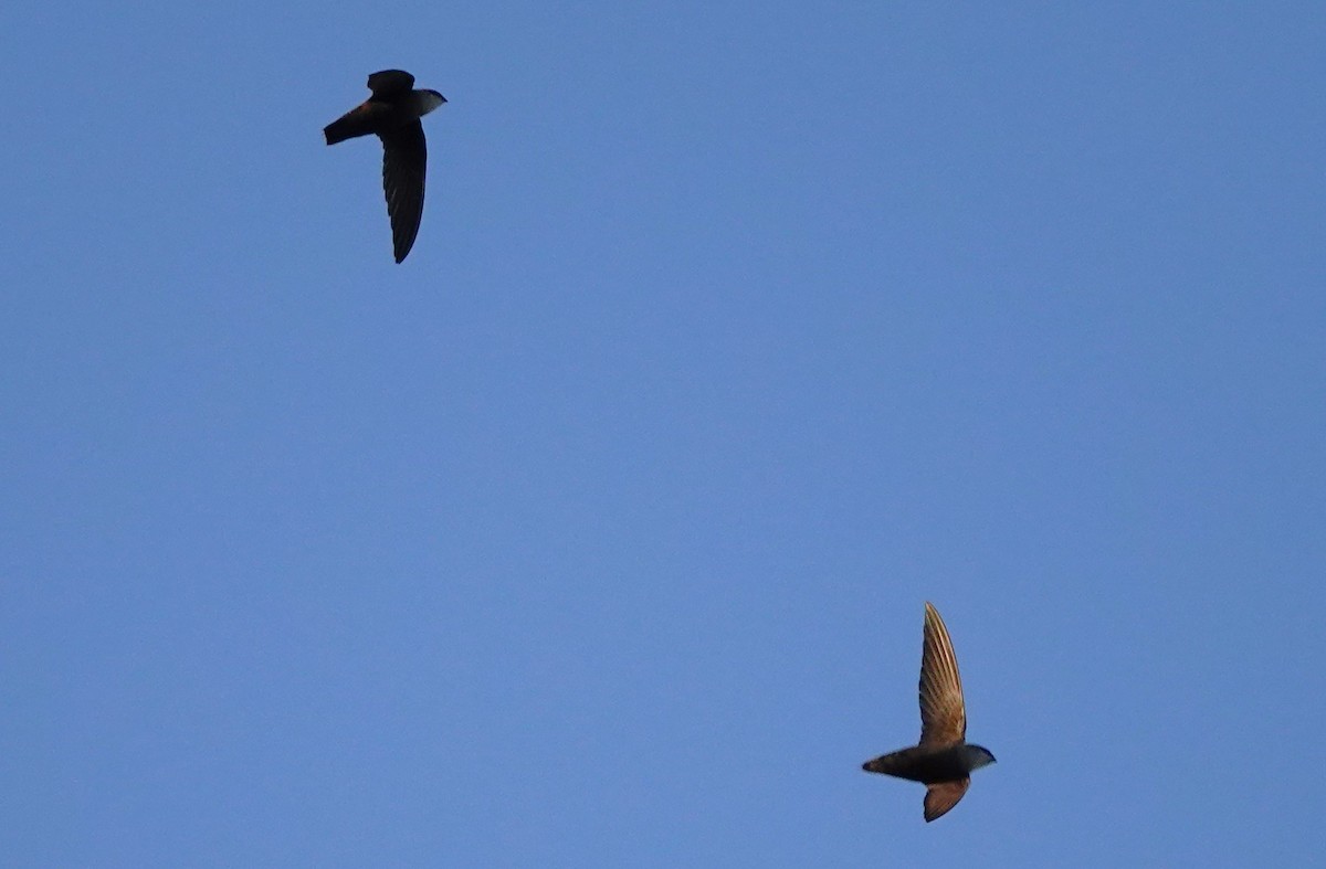 Chimney Swift - ML635344769
