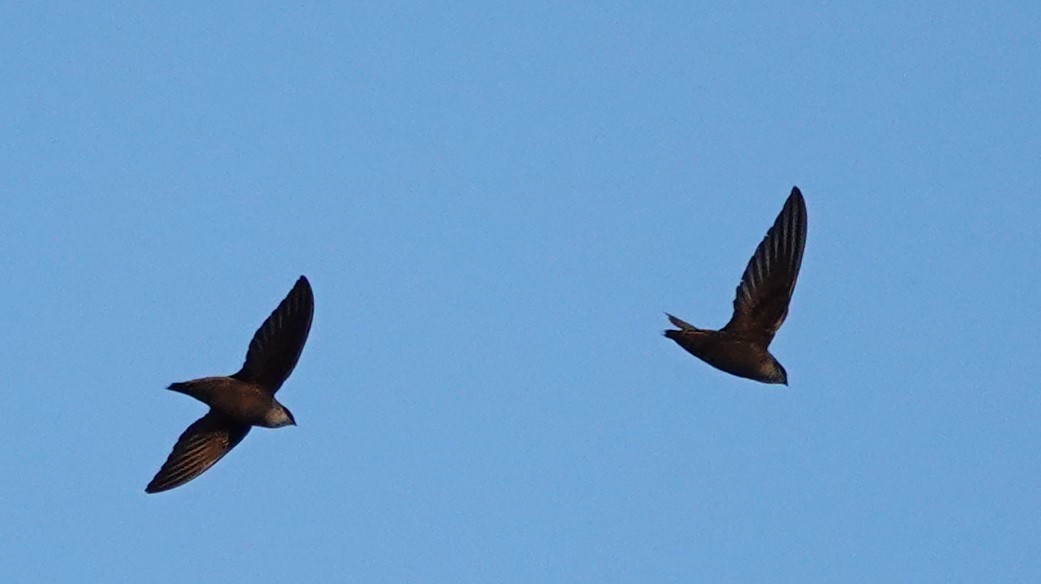 Chimney Swift - ML635344770
