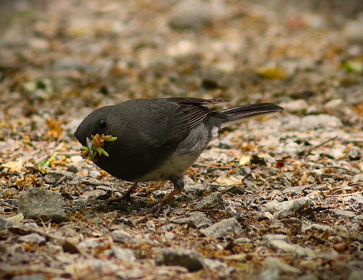 Junco ardoisé - ML635344781