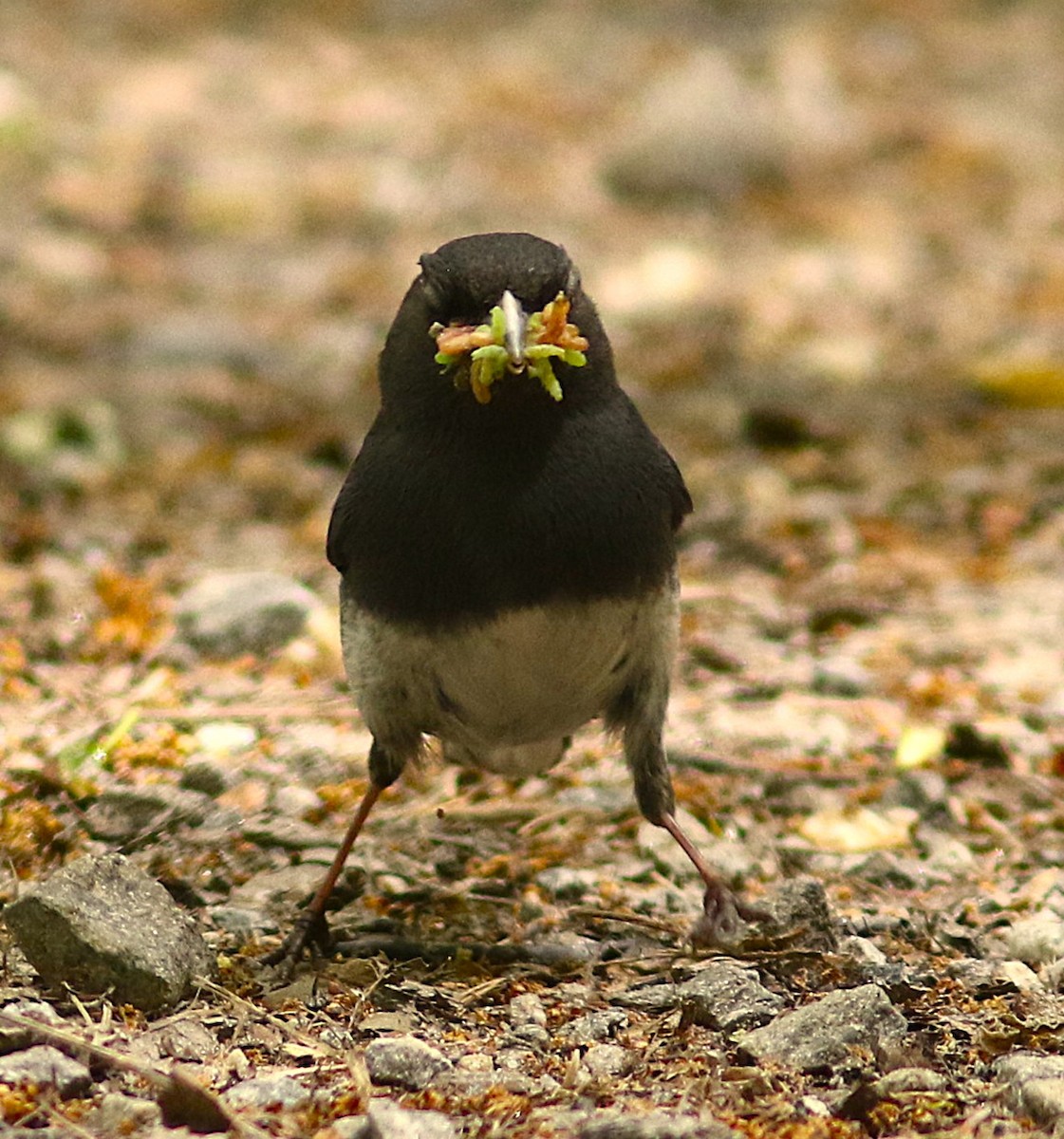 Junco ardoisé - ML635344782