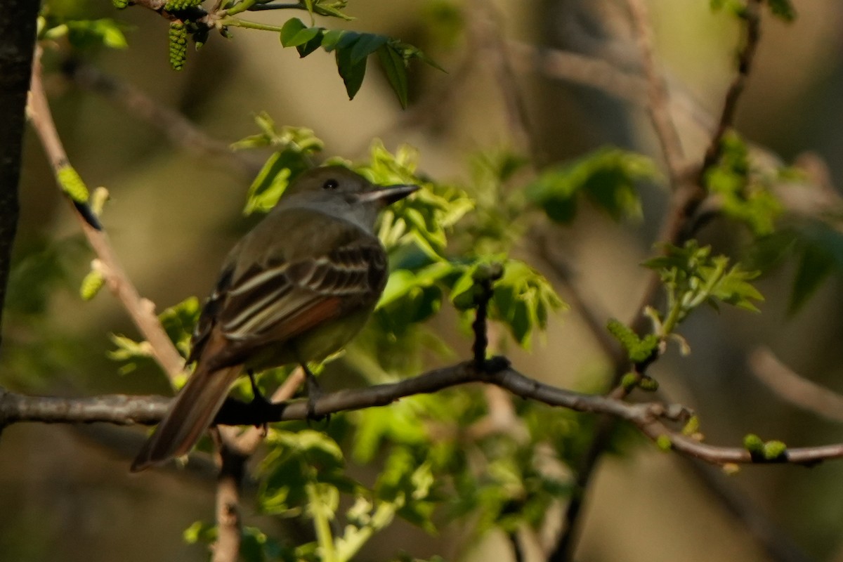 Great Crested Flycatcher - ML635344793