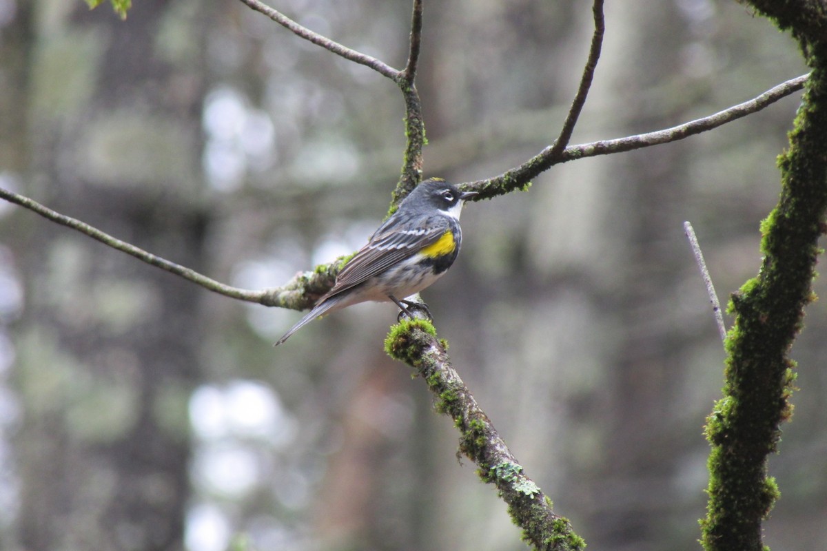 Yellow-rumped Warbler - ML635344794