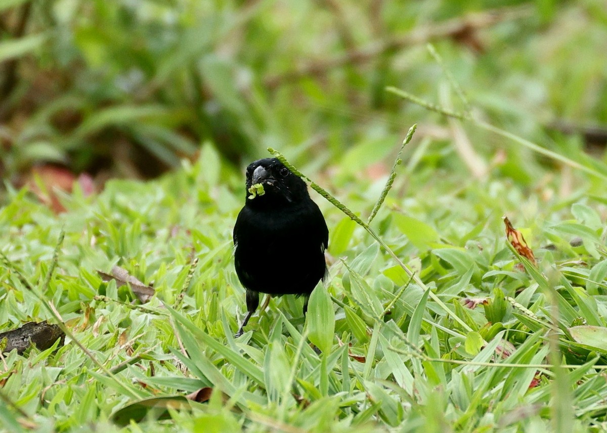 Variable Seedeater - ML635344798