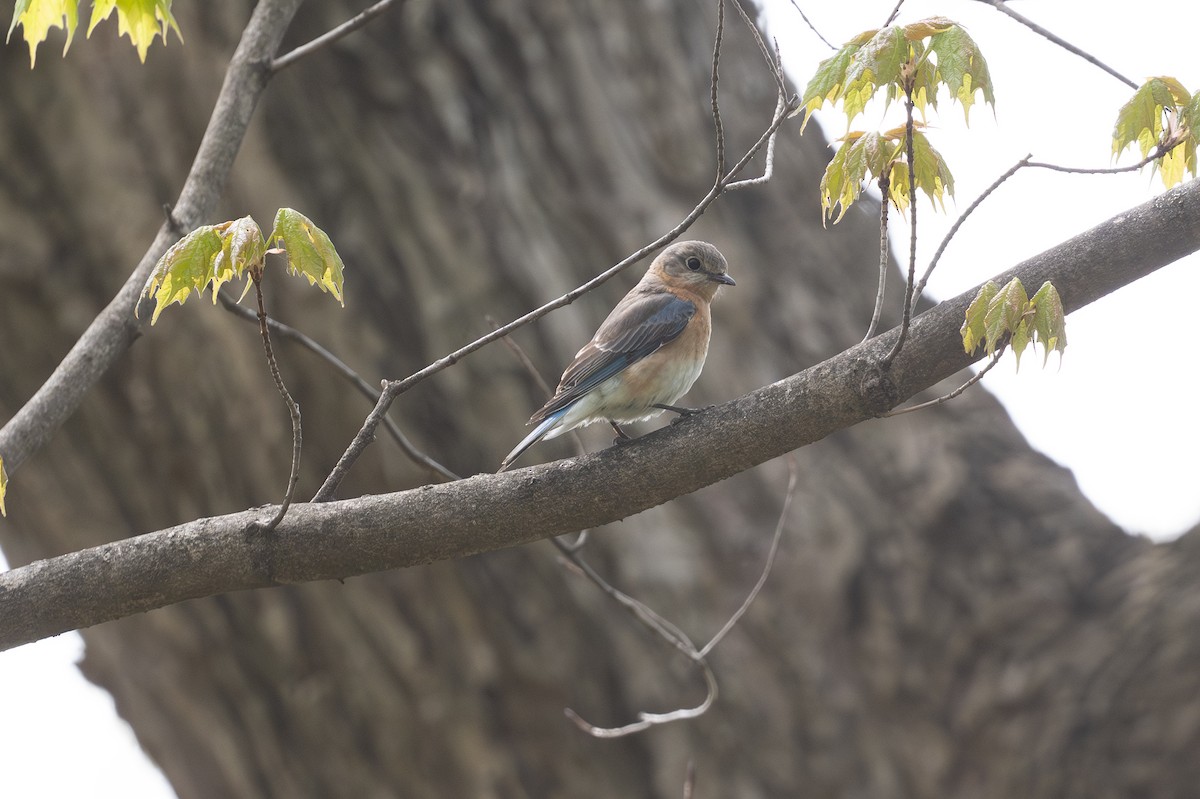 Eastern Bluebird - ML635344802