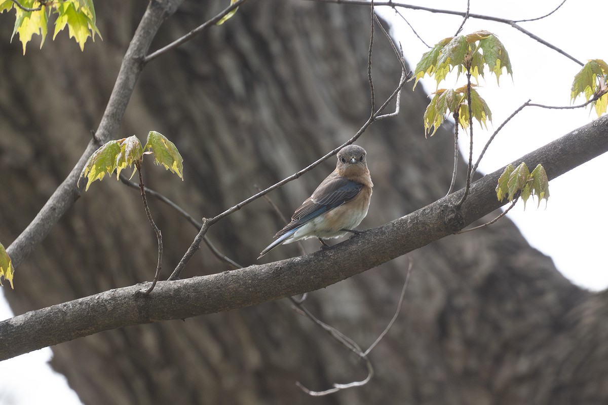 Eastern Bluebird - ML635344803