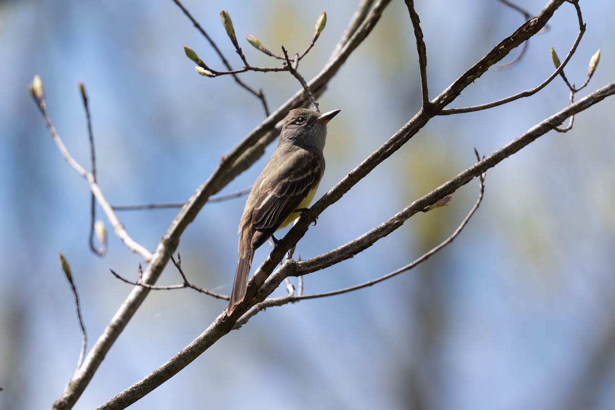 Great Crested Flycatcher - ML635344882