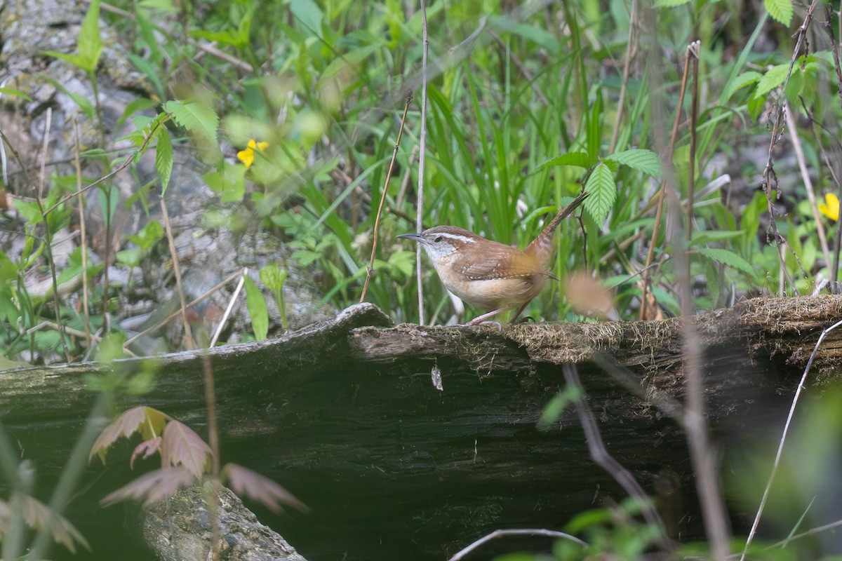 Carolina Wren - ML635344908