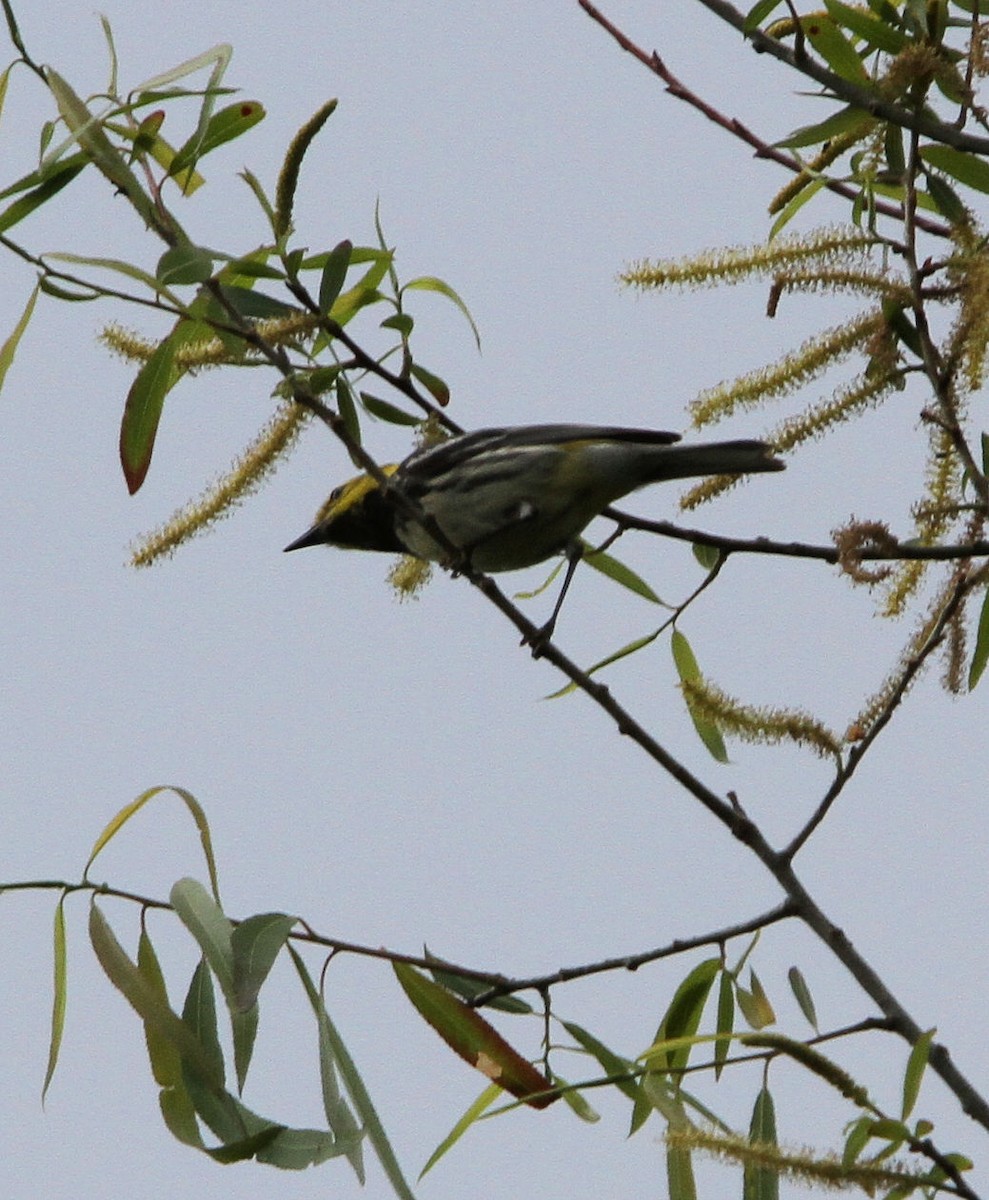 סבכון צהוב-ראש - ML635344910