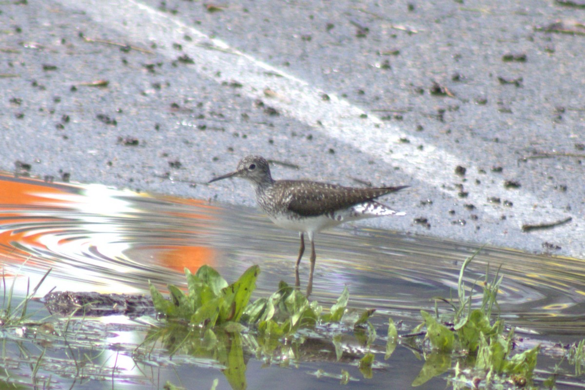 Solitary Sandpiper - ML635344924