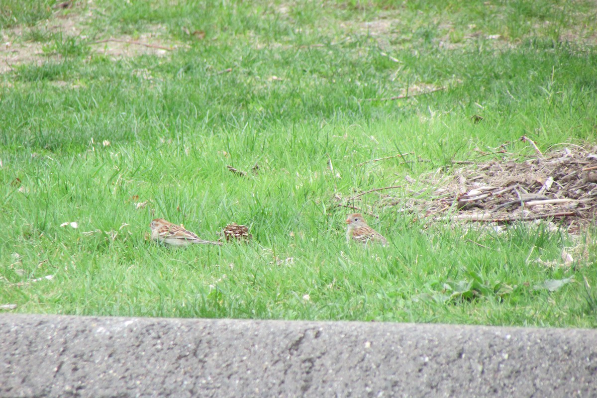 Field Sparrow - ML635344935