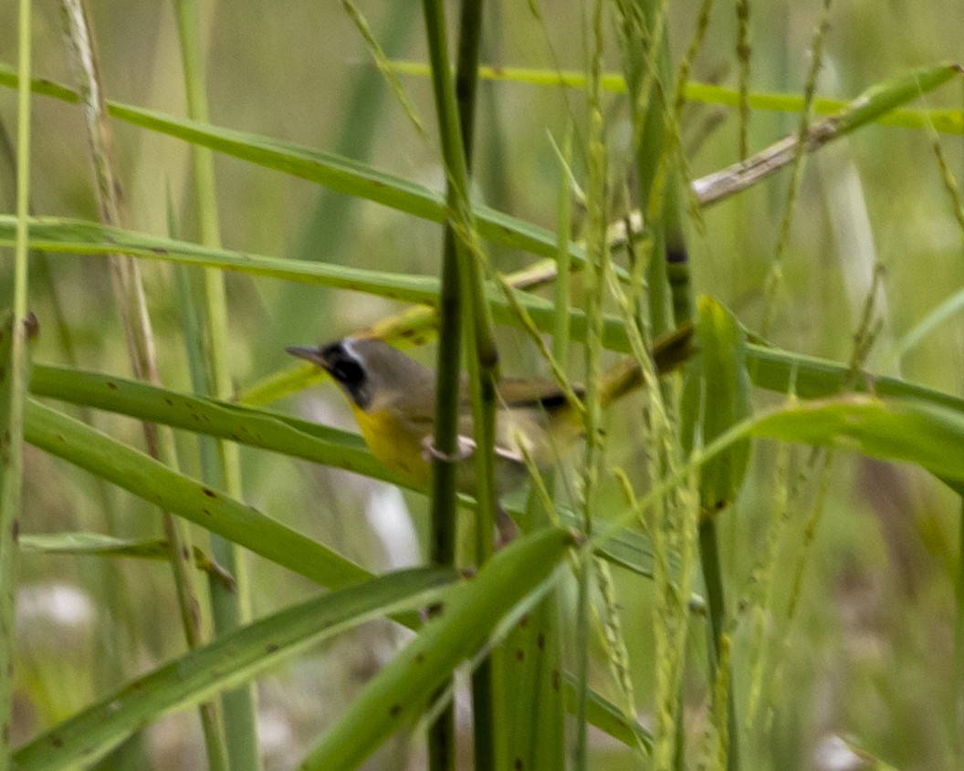 Common Yellowthroat - ML635344957