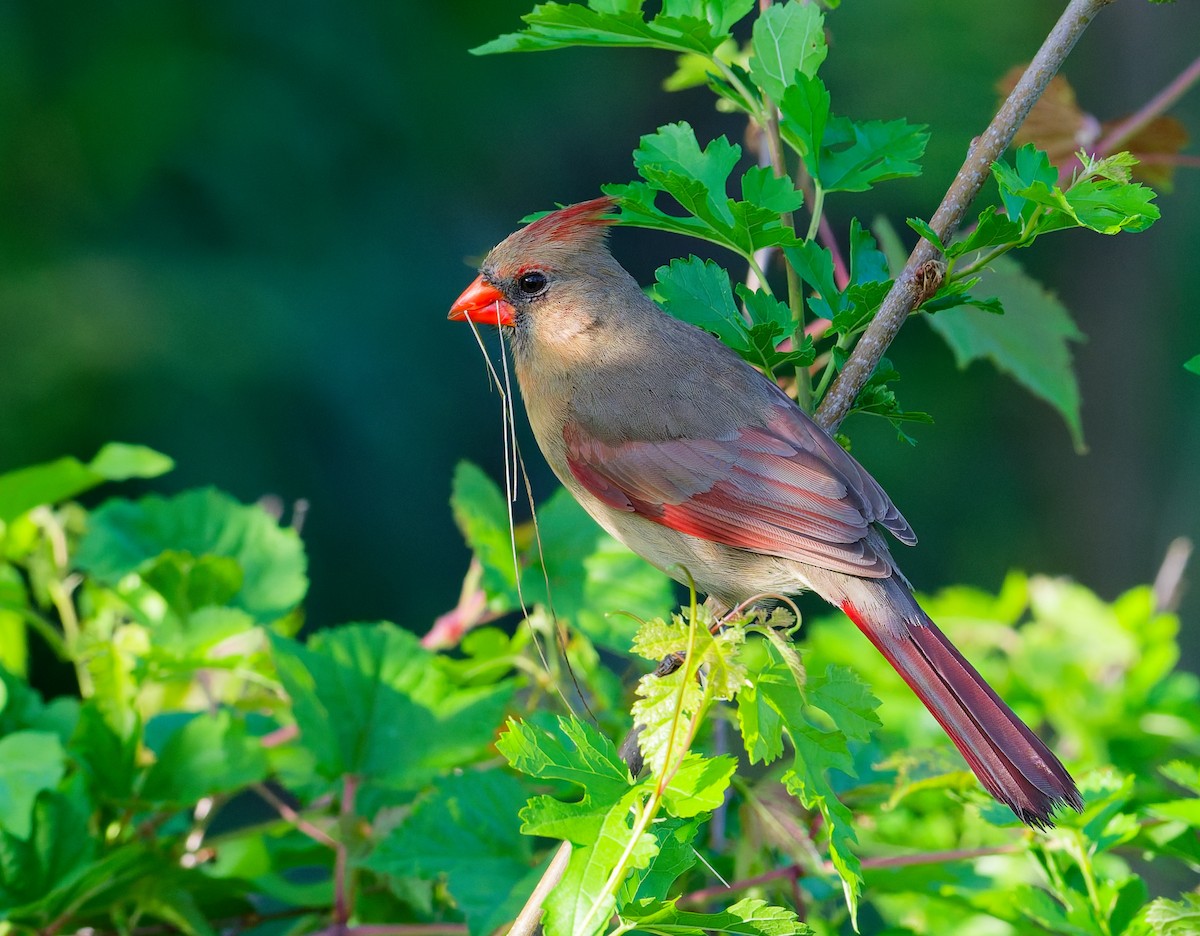 Northern Cardinal - ML635344958