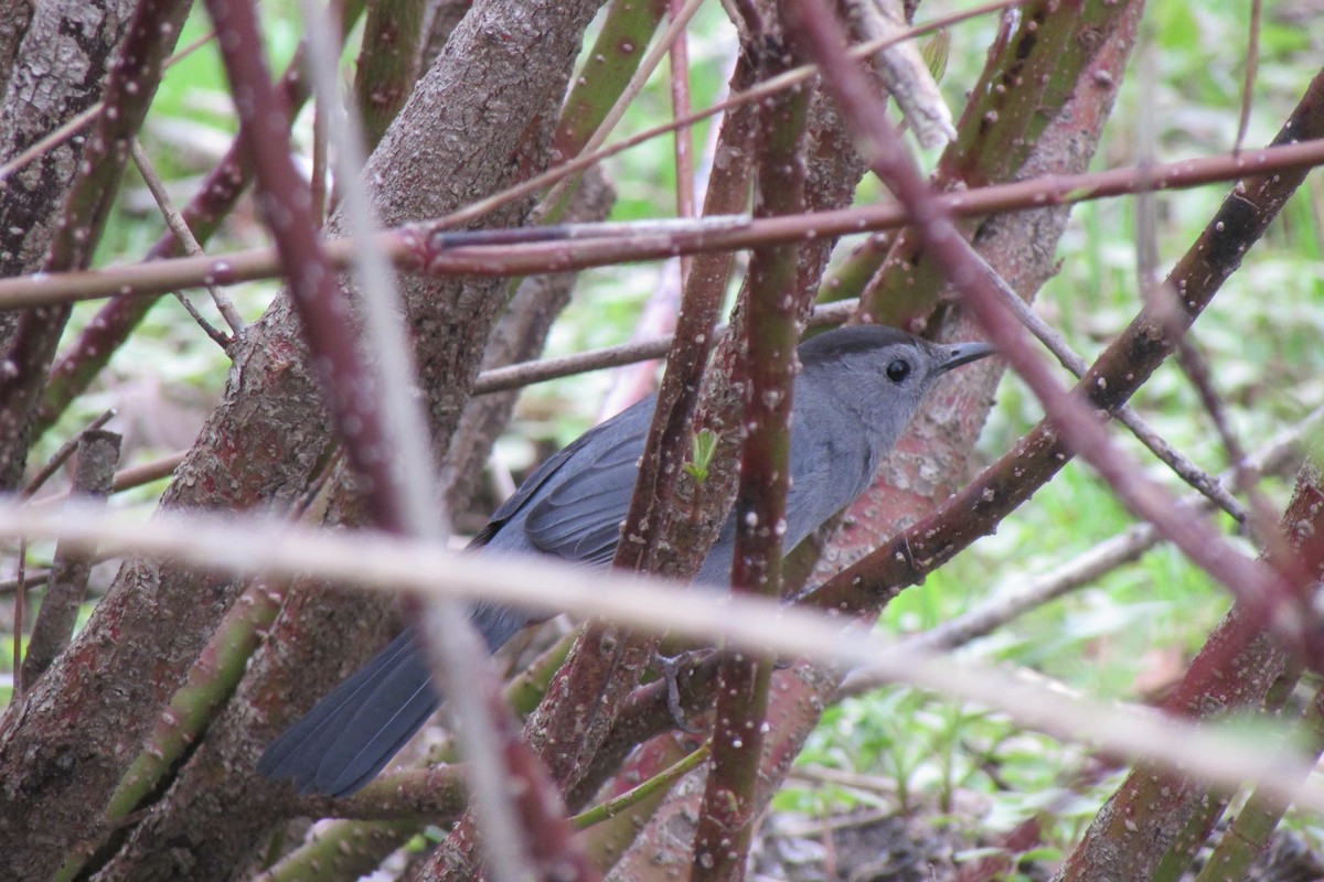 Gray Catbird - ML635344959