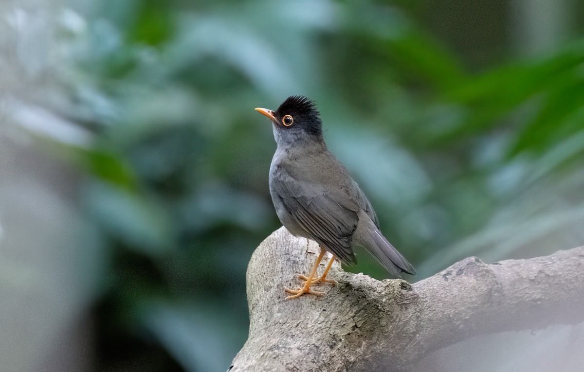 Black-headed Nightingale-Thrush - ML635344973