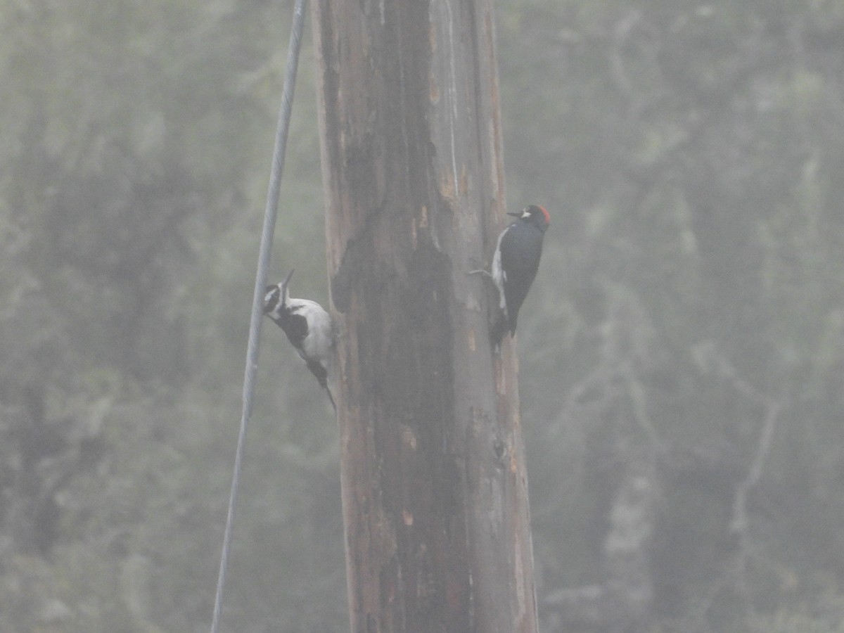 Hairy Woodpecker - ML635344978