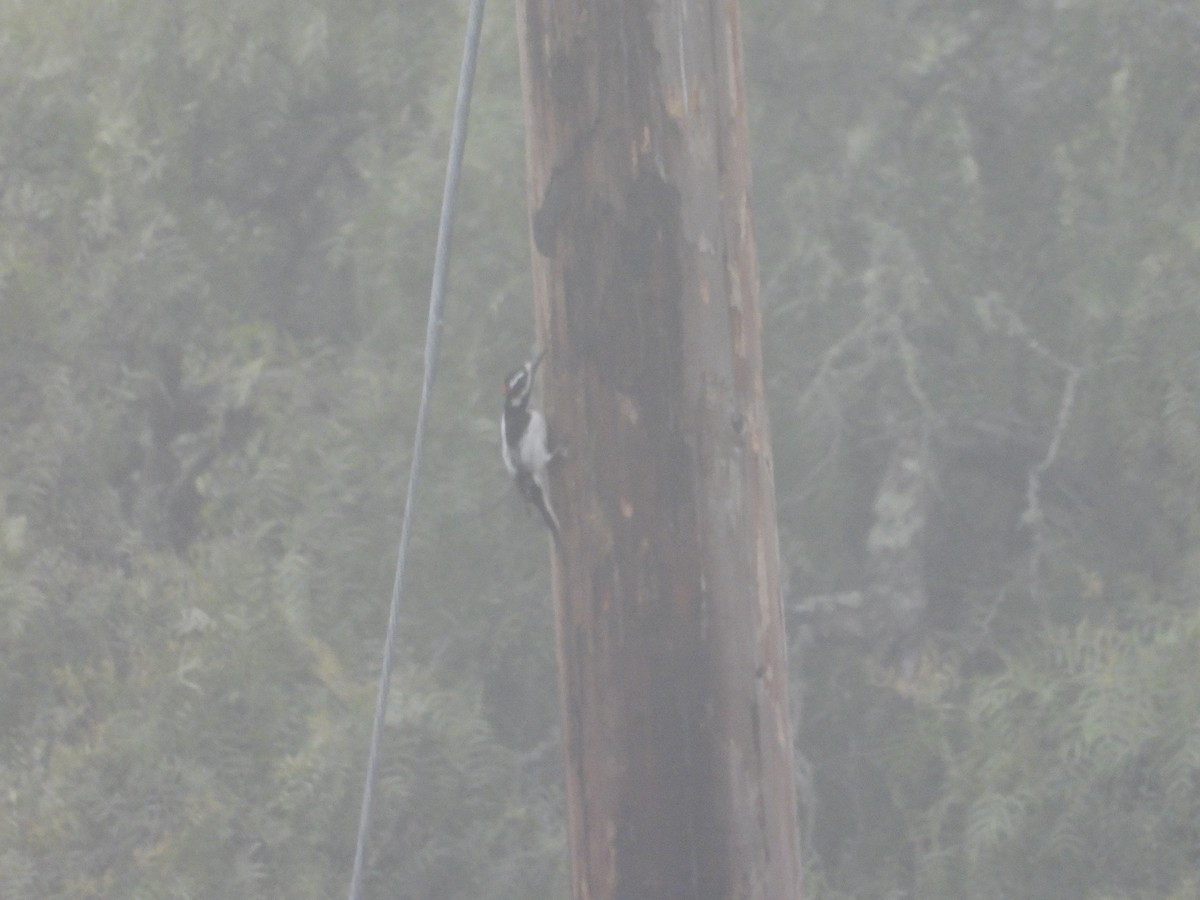 Hairy Woodpecker - ML635344979