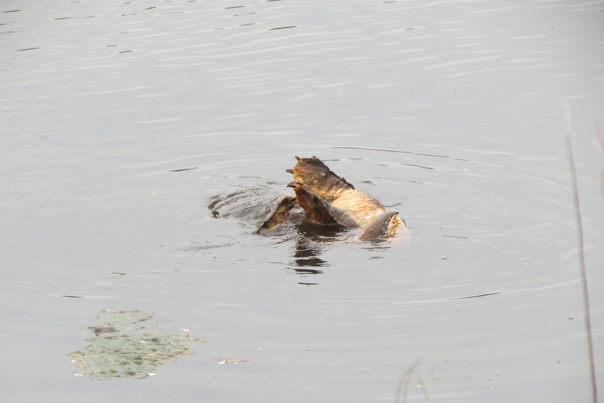 Common Snapping Turtle - ML635344985