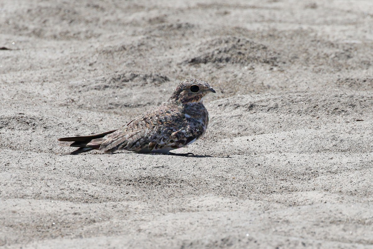 Sand-colored Nighthawk - ML63534501