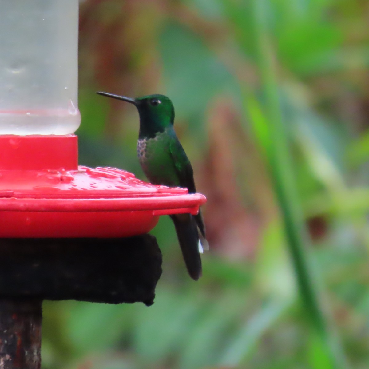 Rufous-vented Whitetip - ML635345052
