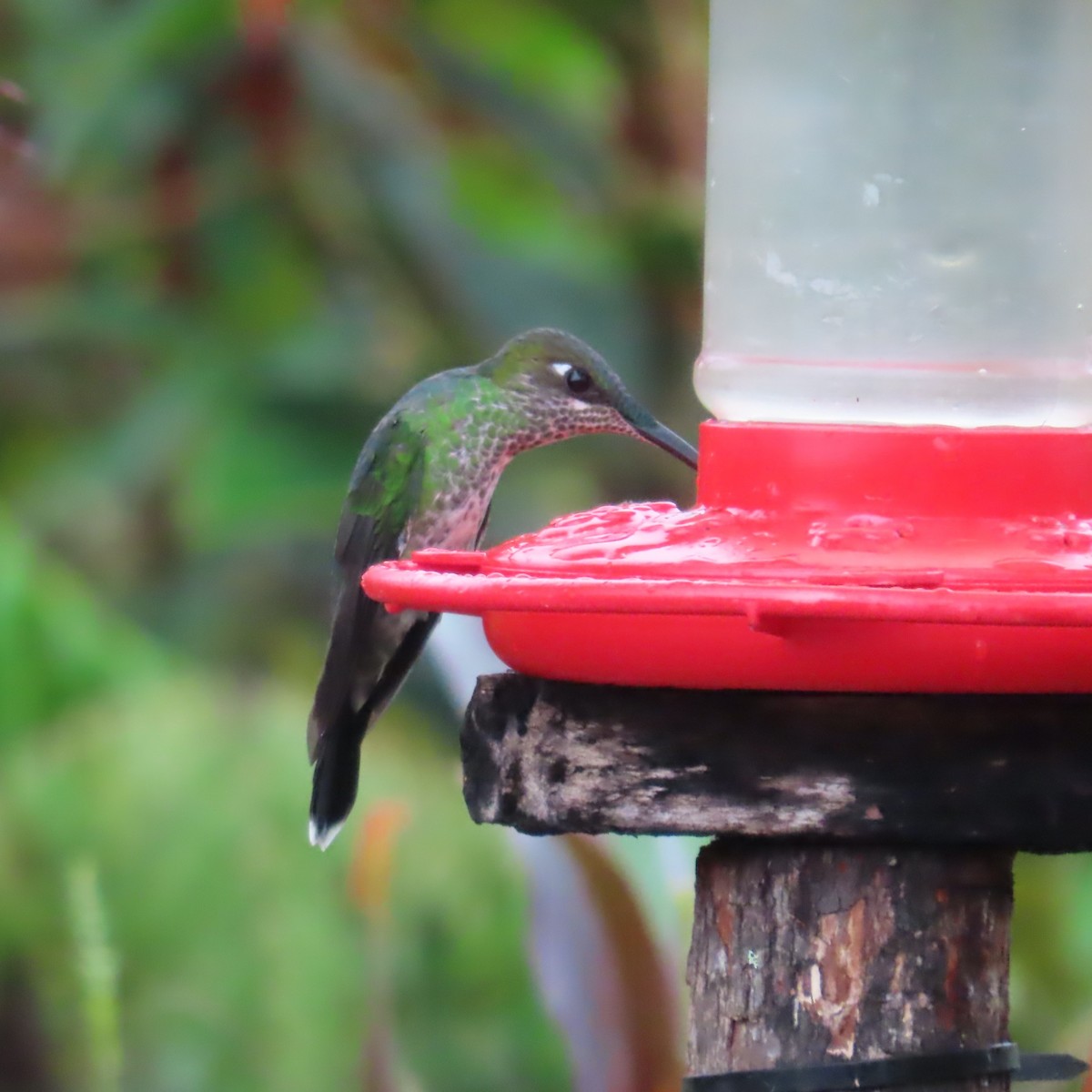 Rufous-vented Whitetip - ML635345054