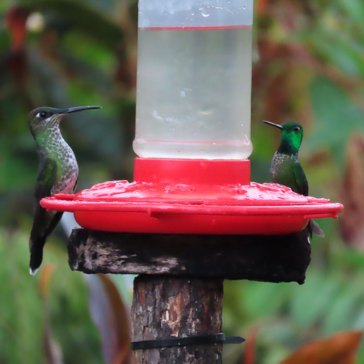 Rufous-vented Whitetip - ML635345055