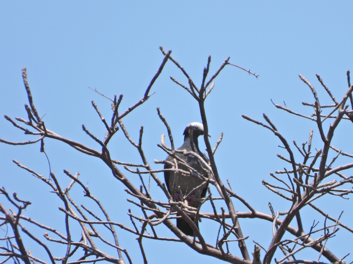 White-crowned Pigeon - ML635345058